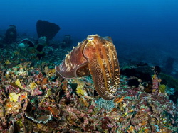 Doyen

Reef Cuttlefish - Sepia latimanus

Bali, Indon... by Stefan Follows 